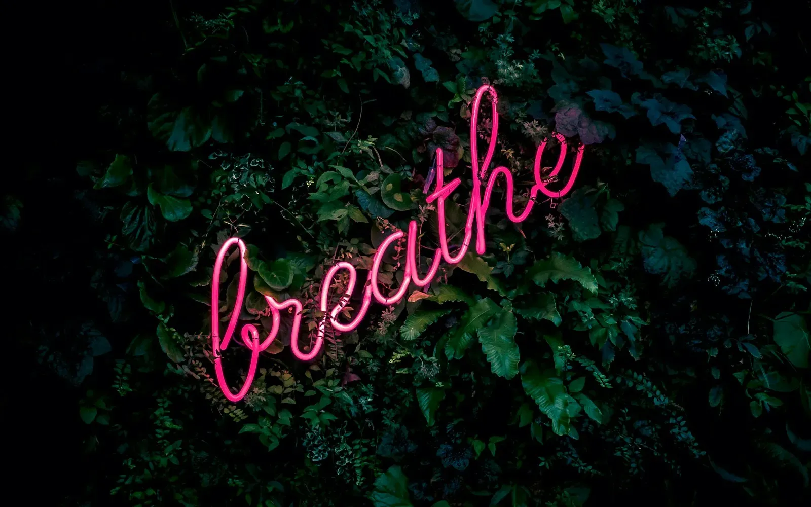 Pinkfarbener Neon-Schriftzug „breathe“ vor dunklem Blattwerk