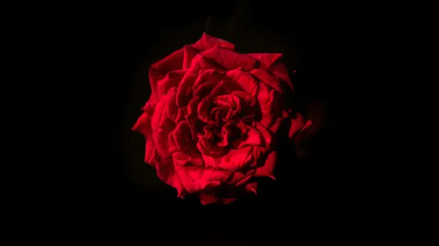 Eine einzelne rote Rose vor schwarzem Hintergrund – erotische Komplimente