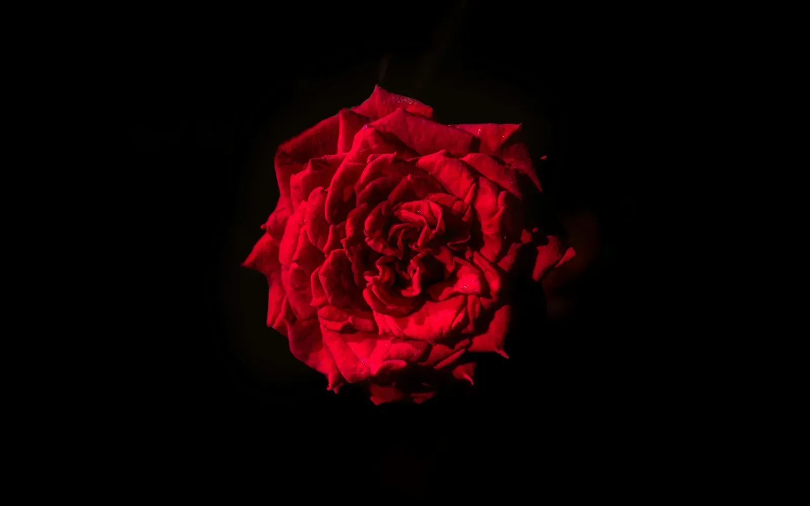 Eine einzelne rote Rose vor schwarzem Hintergrund – erotische Komplimente