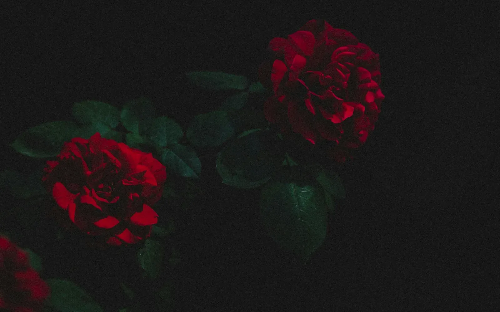 Dunkelrote Rosen mit grünen Blättern im nächtlichen Schatten